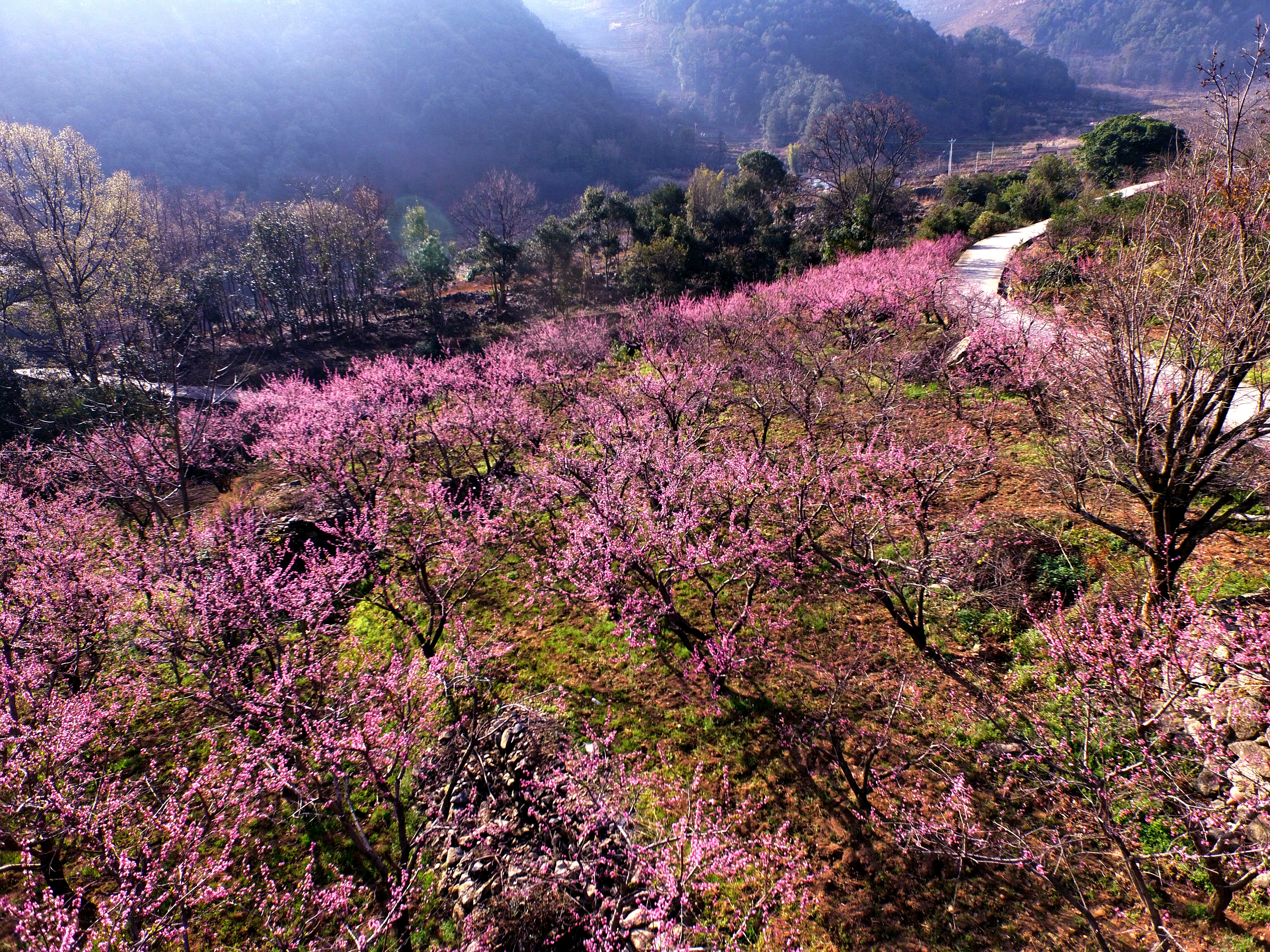 小高联盟樱桃花.JPG