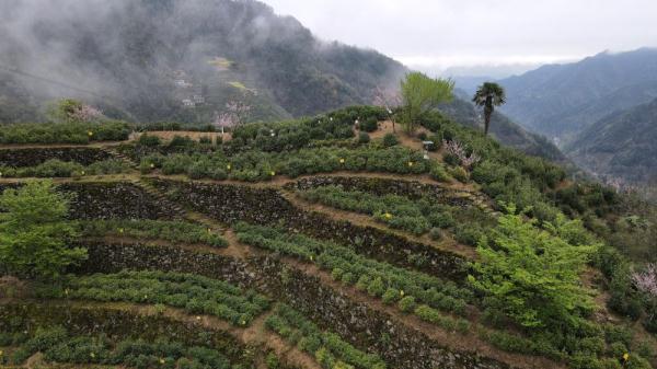 “石头”砌出来的茶园