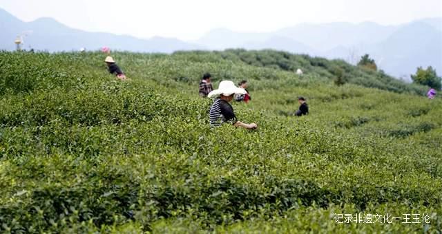 贵州省首张生态茶场林业碳票诞生