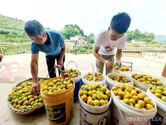 金沙县茶园镇桂花村：600亩蜂糖李产值40余万元